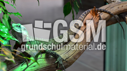 Australische Wasseragame (1).jpg